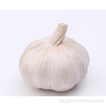 normaler weißer Knoblauch Größe 4,5 cm 10 kg Karton Ghana Preis